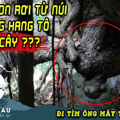 Khám phá Hang “Mẹ Bồng Con” Độc Nhất Núi Tô | Hang Động Người Hoá Cây