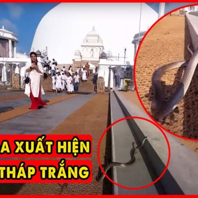 Thần Rắn Naga Bất Ngờ Xuất Hiện tại Đại Bảo Tháp Trắng Ruwanwelisaya | Phật Đảo Sri Lanka P3