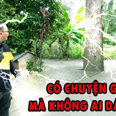 Cây Dầu 100 năm Sét Đánh 3 lần vẫn Bất Tử